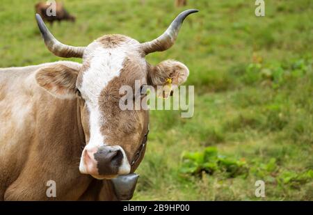 Magnifique portrait de vache gros plan avec espace de copie. Agriculture biologique Banque D'Images