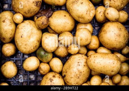 Pile de pommes de terre biologiques fraîches récoltées. Pomme de terre à l'ancienne Banque D'Images