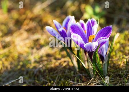 De belles fleurs de crans colorées fleurit au printemps. Espace de copie. Faible profondeur de champ Banque D'Images