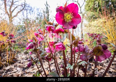 Helleborus Rodney Davey Marbré Group, violet 'Ann's Red', hellebore ou rose de Noël, floraison dans RHS Garden, Wisley, Surrey, sud-est de l'Angleterre Banque D'Images