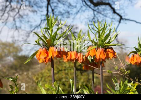 D'orange couronne impériale magnifique fritillaries, Fritillaria imperialis 'Rubra', à RHS Gardens, Wisley, Surrey au printemps Banque D'Images