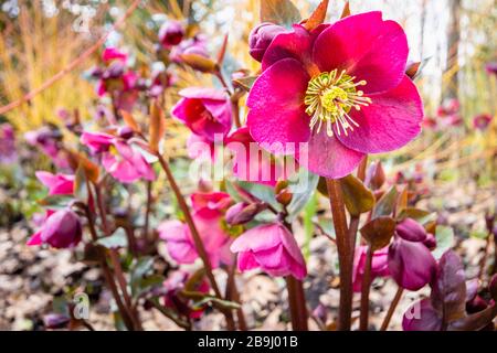 Helleborus Rodney Davey Marbré Group, violet 'Ann's Red', hellebore ou rose de Noël, floraison dans RHS Garden, Wisley, Surrey, sud-est de l'Angleterre Banque D'Images