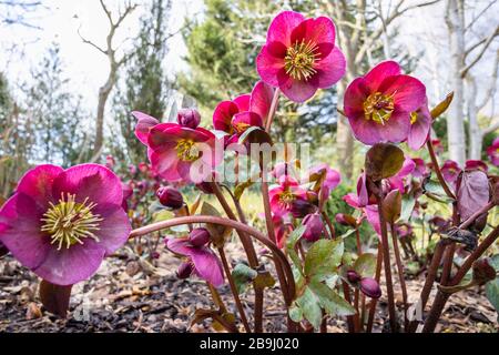 Helleborus Rodney Davey Marbré Group, violet 'Ann's Red', hellebore ou rose de Noël, floraison dans RHS Garden, Wisley, Surrey, sud-est de l'Angleterre Banque D'Images