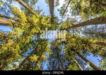 Sapins Douglas d'en bas à Cathedral Grove, parc provincial MacMillan, île de Vancouver, Bristish Columbia, Canada Banque D'Images