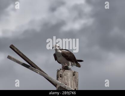 Osprey manger un poisson sur le dessus de Perch Banque D'Images