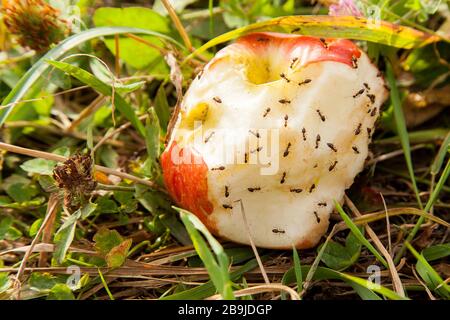 Fourmis manger de la pomme sur le sol Banque D'Images