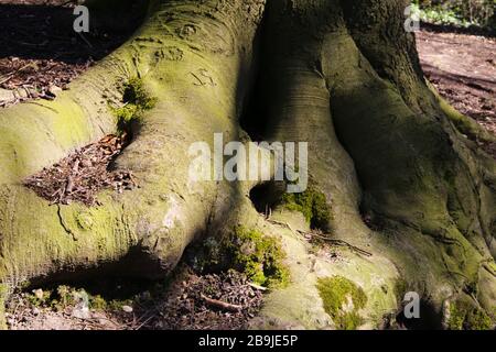Gros plan sur de vieilles racines de hêtre dans la forêt allemande - Allemagne Banque D'Images