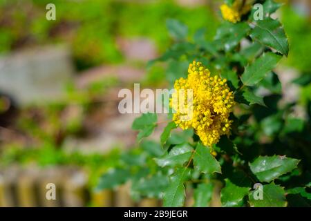 Un aquifolium mahonia à la belle lumière du soleil avec un fond flou Banque D'Images