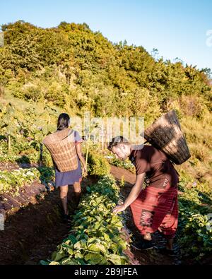 MonCham Chiang Mai Thaïlande, couple en vêtements traditionnels lana, hommes et femmes cueillant la fraise dans les vêtements du nord de la thaïlande, Mon Cham Chiang Mai Banque D'Images