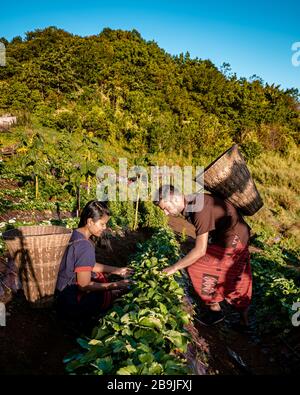 MonCham Chiang Mai Thaïlande, couple en vêtements traditionnels lana, hommes et femmes cueillant la fraise dans les vêtements du nord de la thaïlande, Mon Cham Chiang Mai Banque D'Images