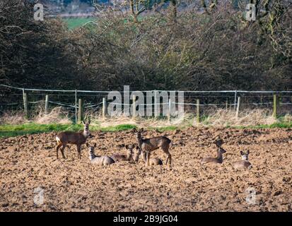 East Lothian, Écosse, Royaume-Uni. 24 mars 2020. Un troupeau de cerfs de Virginie est bien camouflé dans un champ fraîchement labouré et alerte au danger potentiel Banque D'Images