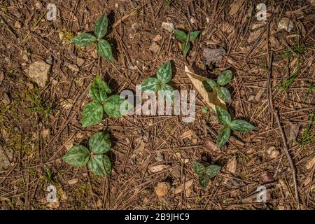 En regardant le gros plan sur un regroupement de petits trilliums sauvages émergeants sur le sol de la forêt lors d'une journée ensoleillée au printemps Banque D'Images