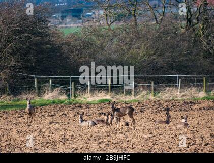 East Lothian, Écosse, Royaume-Uni. 24 mars 2020. Un troupeau de cerfs de Virginie est bien camouflé dans un champ fraîchement labouré et alerte au danger potentiel Banque D'Images