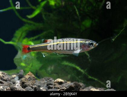 White Cloud Mountain Minnow, Tanichthys albonubes Banque D'Images