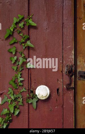 Ancienne porte rouge avec ivy et serrure. Banque D'Images