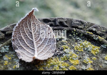 Feuilles de hêtre surgelées recouvertes de givre. Banque D'Images