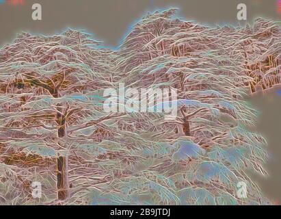 Parmi les cèdres, Cedar Grove. 1946, au Liban Banque D'Images