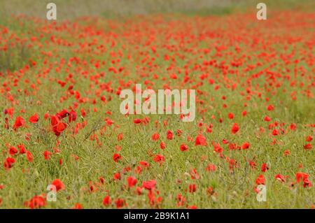 Les fleurs de coquelicot rouge poussent dans un champ de blé vert pendant l'été britannique avec le ciel bleu et le soleil. Banque D'Images