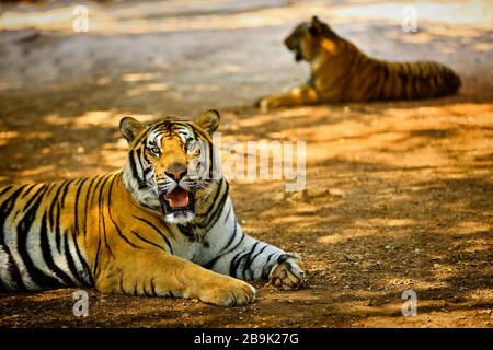 Deux tigres reposant à l'ombre. Banque D'Images