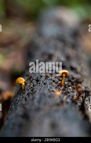 Petits champignons poussant sur une bûche tombée sur le sol de la forêt Banque D'Images