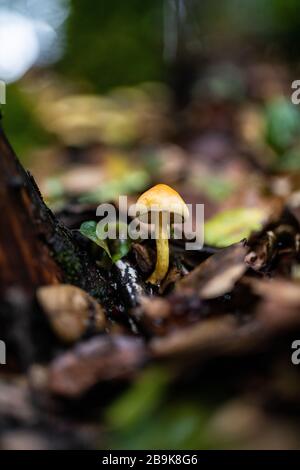 Petit champignon jaune qui pousse du sol fertile sur le sol de la forêt Banque D'Images