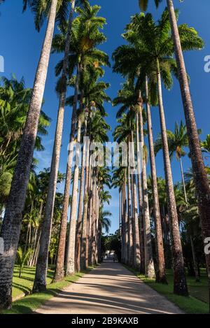 Belle vue sur les palmiers impériaux sur la forêt tropicale, les jardins botaniques, Rio de Janeiro, Brésil Banque D'Images