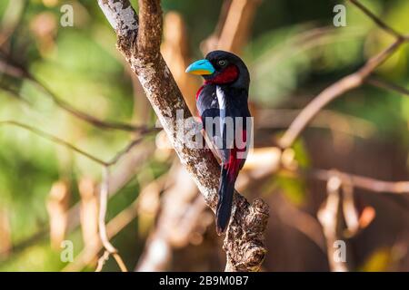 Large bec noir et rouge, cymbirhnchus macrorhynchos, oiseau multicolore dans les forêts humides du Bornéo, en Asie Banque D'Images