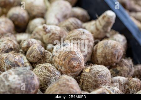 Pile de cormes de Taro, crus et non pelés, Colocasia esculenta, sur un marché à Ealing, dans l'ouest de Londres Banque D'Images