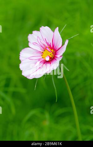 COSMOS bipinnatus 'Razzmatazz Mixed'. Gros plan d'une fleur rose-blanche lilas Banque D'Images