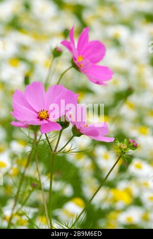 COSMOS bipinnatus 'Razzmatazz Mixed'. Gros plan de trois fleurs roses lilas Banque D'Images