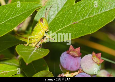 Une sauterelle à deux rayures, Melanoplus bivittatus, se cachant parmi les feuilles d'un arbuste de bleuets sauvages, Vaccinium spp., dans l'est de l'Ontario, au Canada. Banque D'Images