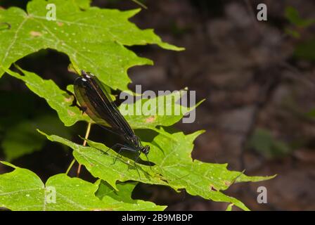 Un aileron de bijoux en ébène damselfly, Calopteryx maculata, perché sur une feuille au-dessus d'un ruisseau forestier dans l'est de l'Ontario, au Canada Banque D'Images