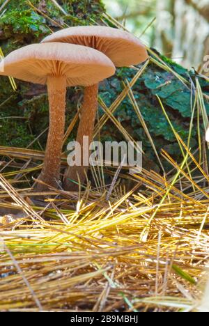 Le champignon du décipeur, Laccaria laccata, se développe dans les bois parmi les aiguilles de pin dans l'est de l'Ontario, au Canada Banque D'Images