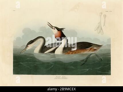 Plaque 292 Crested Grebe du folio Birds of America (1827–1839) de John James Audubon - image éditée de très haute résolution et de qualité Banque D'Images