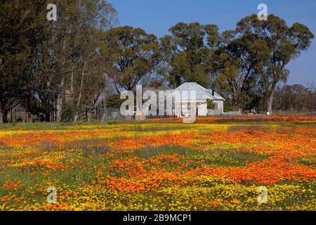 Fleurs sauvages, gazanias et daisies, s'étendent abondamment à travers un champ pendant la saison des fleurs sauvages dans le village de Nieuwoudtville, au nord du Cap. Banque D'Images