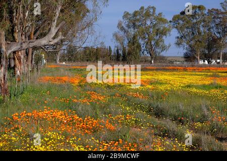 Fleurs sauvages, gazanias et daisies, s'étendent abondamment à travers un champ pendant la saison des fleurs sauvages dans le village de Nieuwoudtville, au nord du Cap. Banque D'Images