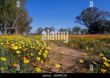 Fleurs sauvages, gazanias et daisies, s'étendent abondamment à travers un champ pendant la saison des fleurs sauvages dans le village de Nieuwoudtville, au nord du Cap. Banque D'Images