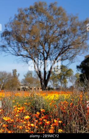 Fleurs sauvages, gazanias et daisies, s'étendent abondamment à travers un champ pendant la saison des fleurs sauvages dans le village de Nieuwoudtville, au nord du Cap. Banque D'Images