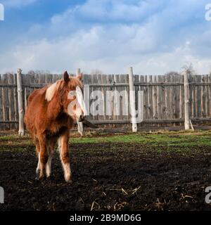 Un jeune cheval marron marche dans un sable en plein air Banque D'Images