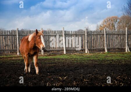 Un jeune cheval marron marche dans un sable en plein air Banque D'Images