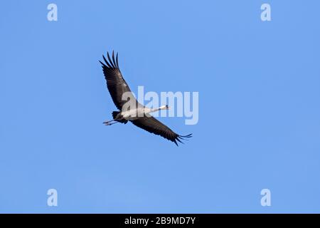 Migration d'une grue commune / d'une grue eurasienne (Grus griss) en appelant en vol / en vol thermique contre le ciel bleu pendant la migration Banque D'Images