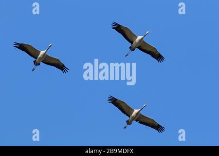 Trois grues communes en migration / grue eurasienne (Grus griss) qui volent / survolent le ciel bleu pendant la migration Banque D'Images