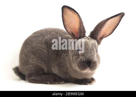 lapin rex gris isolé sur fond blanc Banque D'Images
