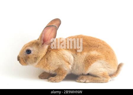 lapin rex rouge brun isolé sur fond blanc Banque D'Images