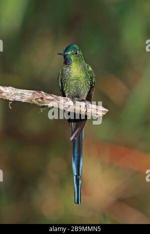 Sylph à queue longue (Aglaiocercus kingii mocoa) mâle adulte perché sur la branche Fundo Alto Nieva, Pérou Février Banque D'Images