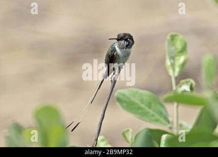 Puartail péruvien (Thaumastura cora) mâle immature perché sur le rafan de twindig, Pérou Février Banque D'Images