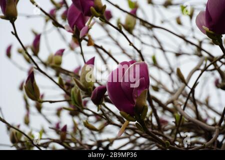 magnolia arbre en fleurs en détail, gros plan. La fleur de fleurs ou de bourgeons violets pinkish Banque D'Images