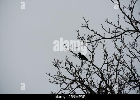 un corbeau ou corbeau, un oiseau noir assis sur une branche d'arbre dans une silhouette Banque D'Images