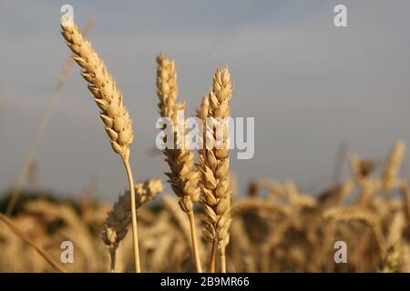 trois oreilles de blé se rapproche dans les champs de zélande, aux pays-bas en été et un ciel bleu Banque D'Images