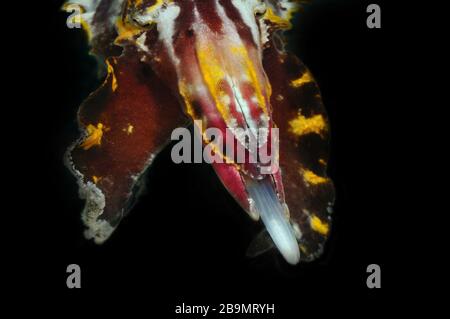La truite mousseline flamboyante de Pfeffer (Metasepia pfefferi) a jeté ses tentacules séduisants, Panglao, Philippines Banque D'Images